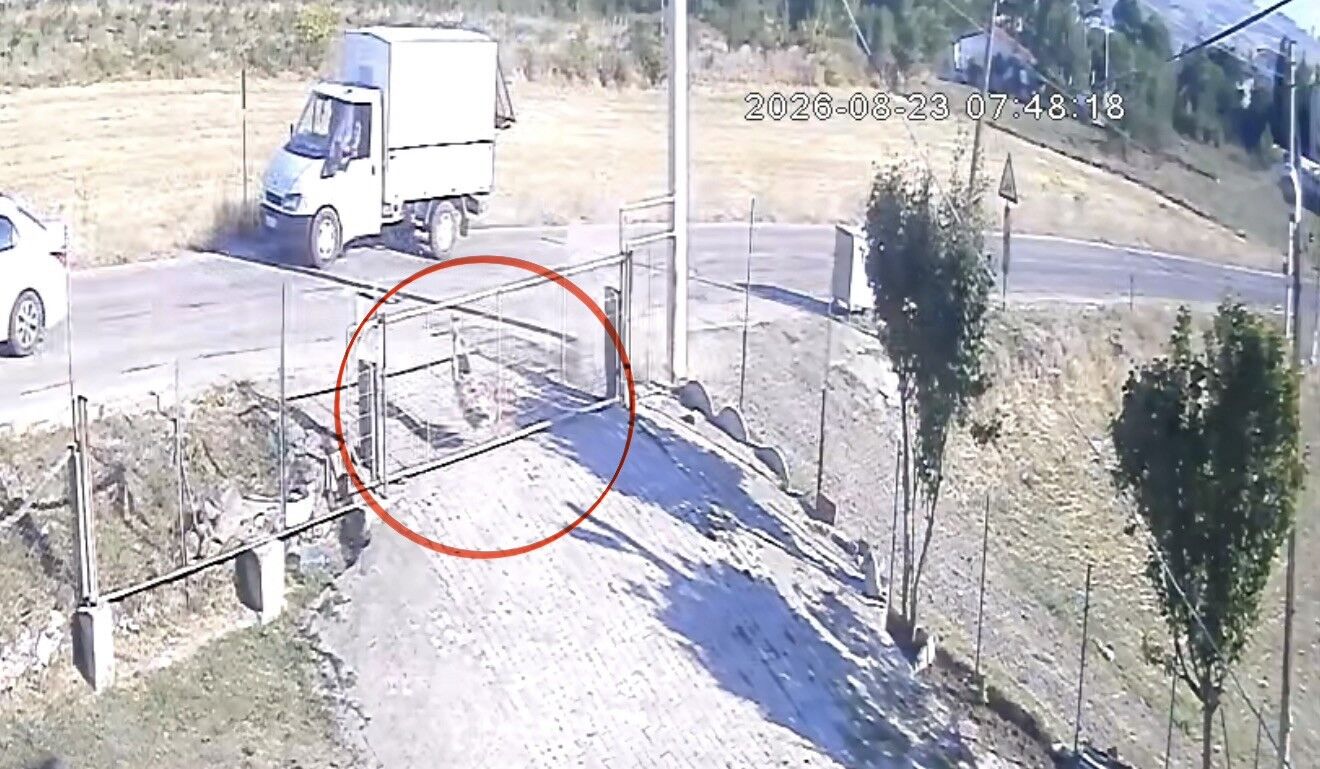 samsun haber: Samsun’da otomobilin çarptığı sokak köpeği telef oldu! O anlar kamerada