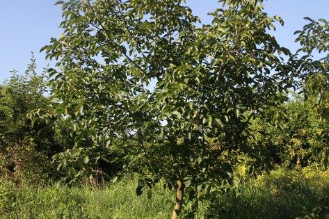 samsun haber: Samsun'da fındığa alternatif arayanlar buna yöneldi! Verimi şaşırtıyor