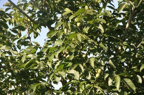 samsun haber: Samsun'da fındığa alternatif arayanlar buna yöneldi! Verimi şaşırtıyor