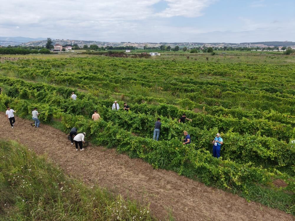 Samsun Haber: Bafra’da örnek uygulama! 10 dekarda 10 çeşit üzüm yetiştiriliyor