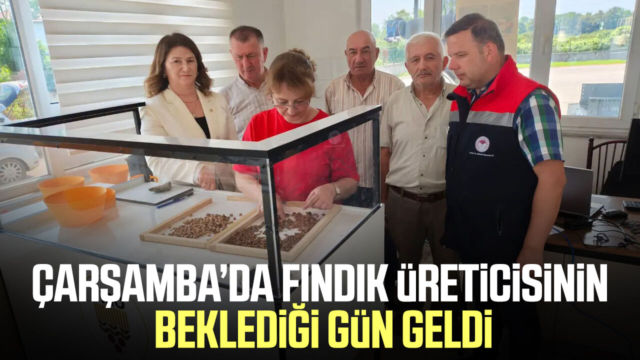 Samsun Haber: Çarşamba’da fındık üreticisinin beklediği gün geldi