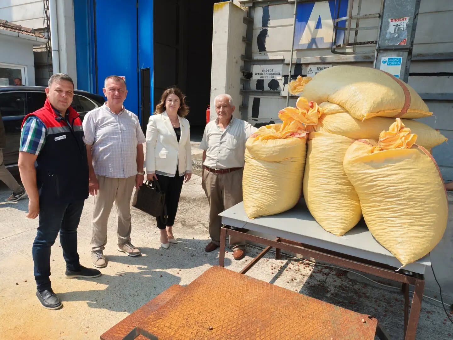 Samsun Haber: Çarşamba’da fındık üreticisinin beklediği gün geldi