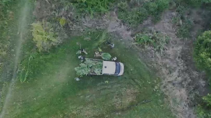 Samsun Haber: Samsun'da tarladaki sır drone ile çözüldü! 1 gözaltı