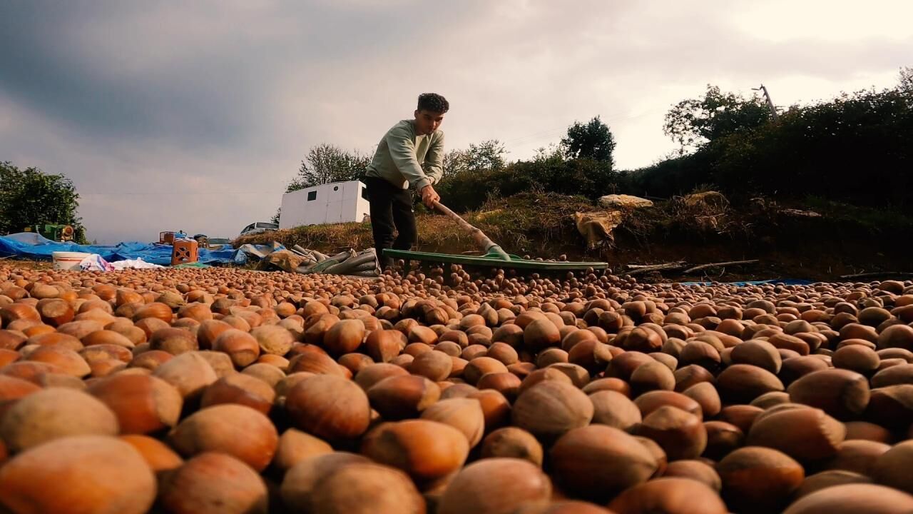 Samsun Haber:Samsunlu üreticinin aklındaki soru: Fındık satılmalı mı, bekletilmeli mi?