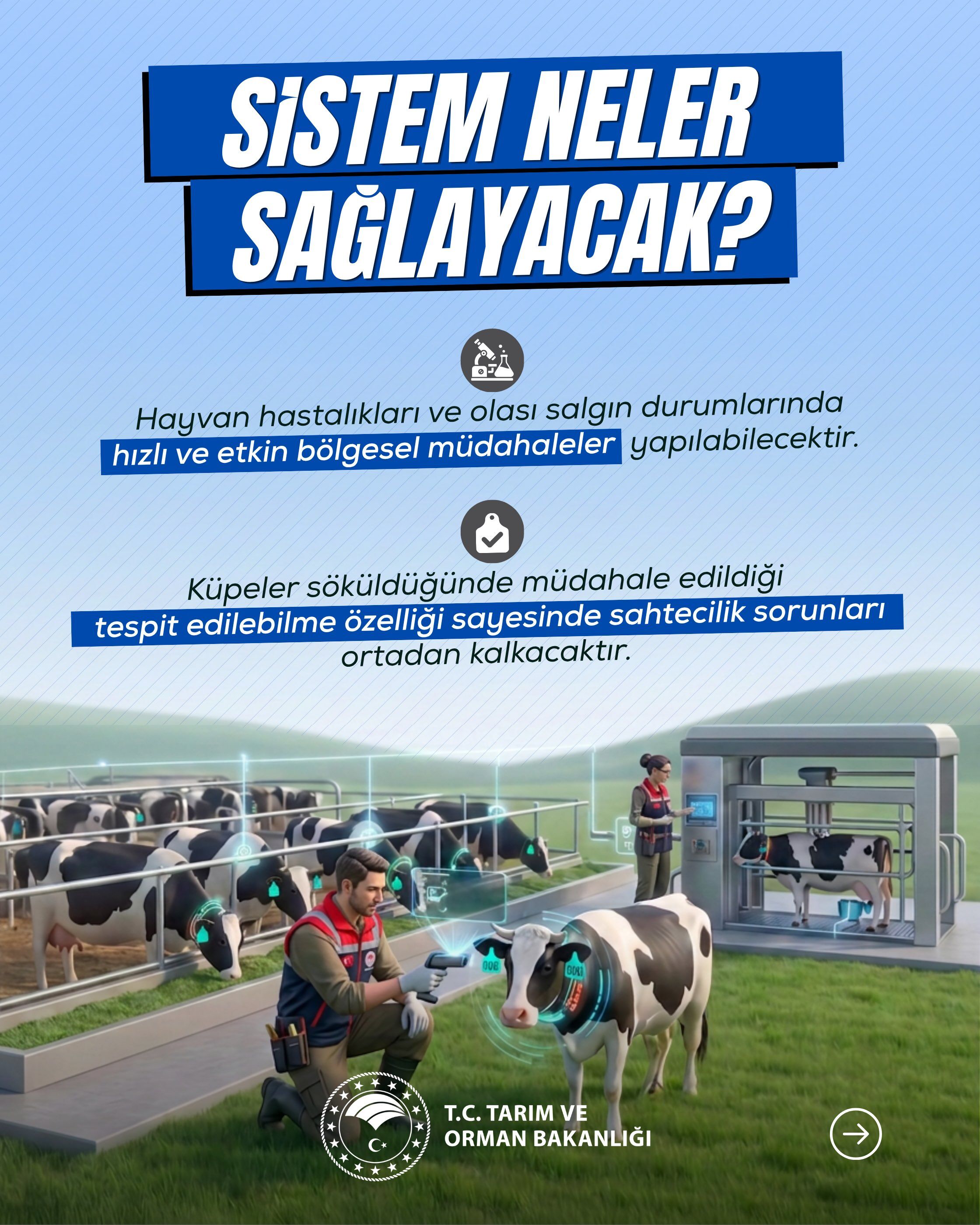 Samsun Haber: Samsun’da büyükbaş hayvanlar dijital takibe alınacak