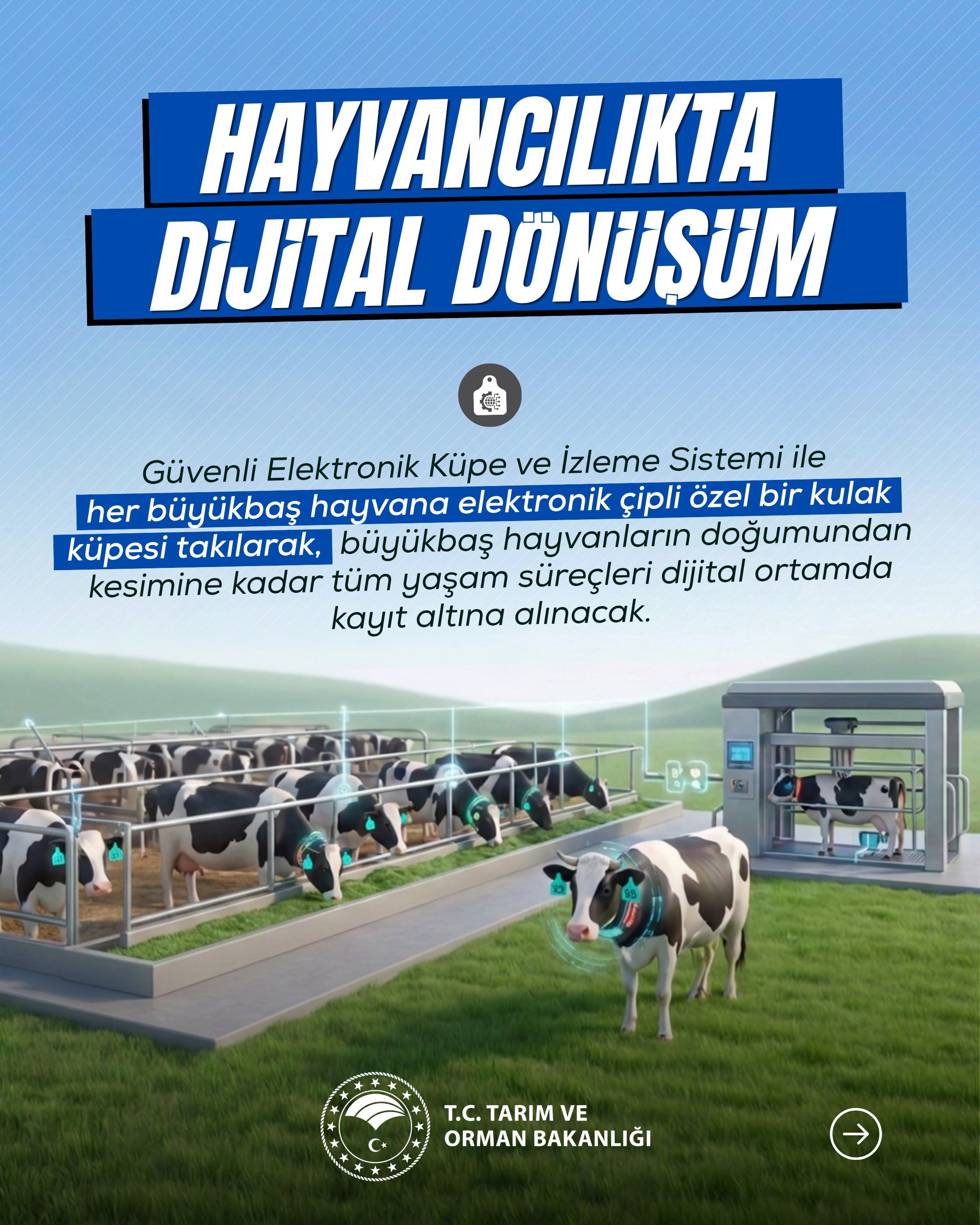 Samsun Haber: Samsun’da büyükbaş hayvanlar dijital takibe alınacak