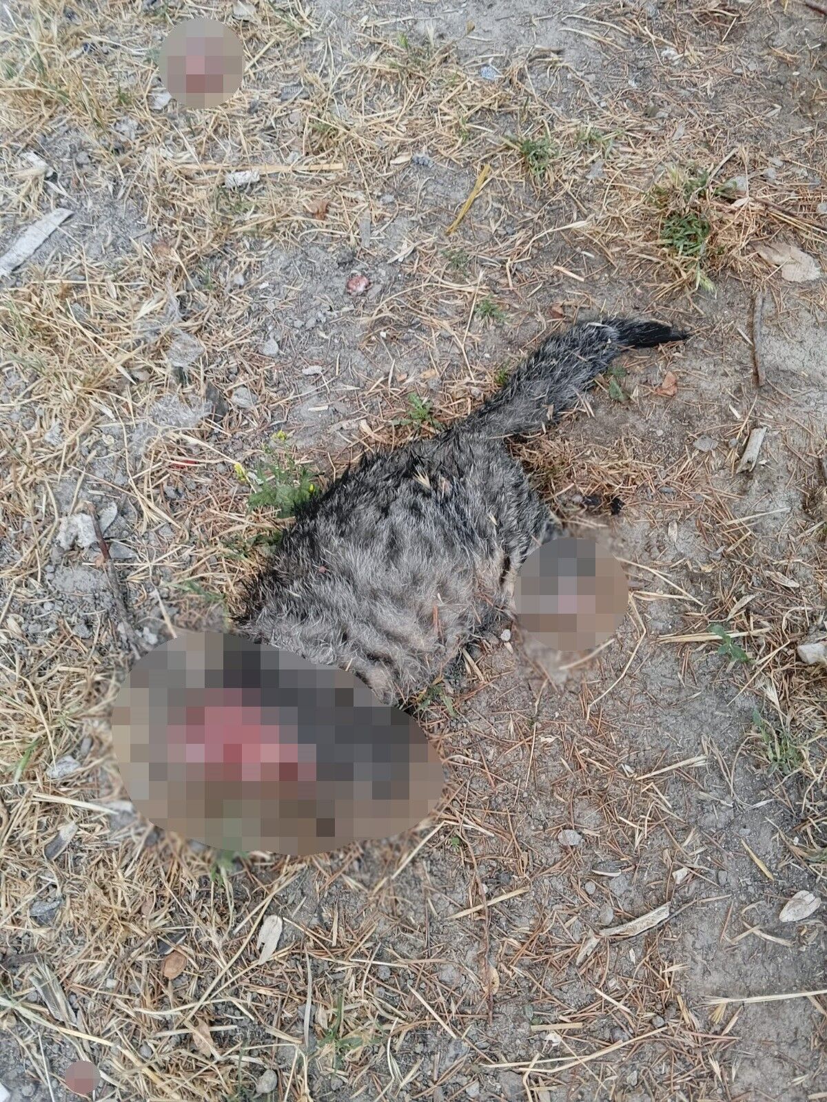 Kütahya’da kedi vahşeti! Başı ve ayakları kesik halde bulundu