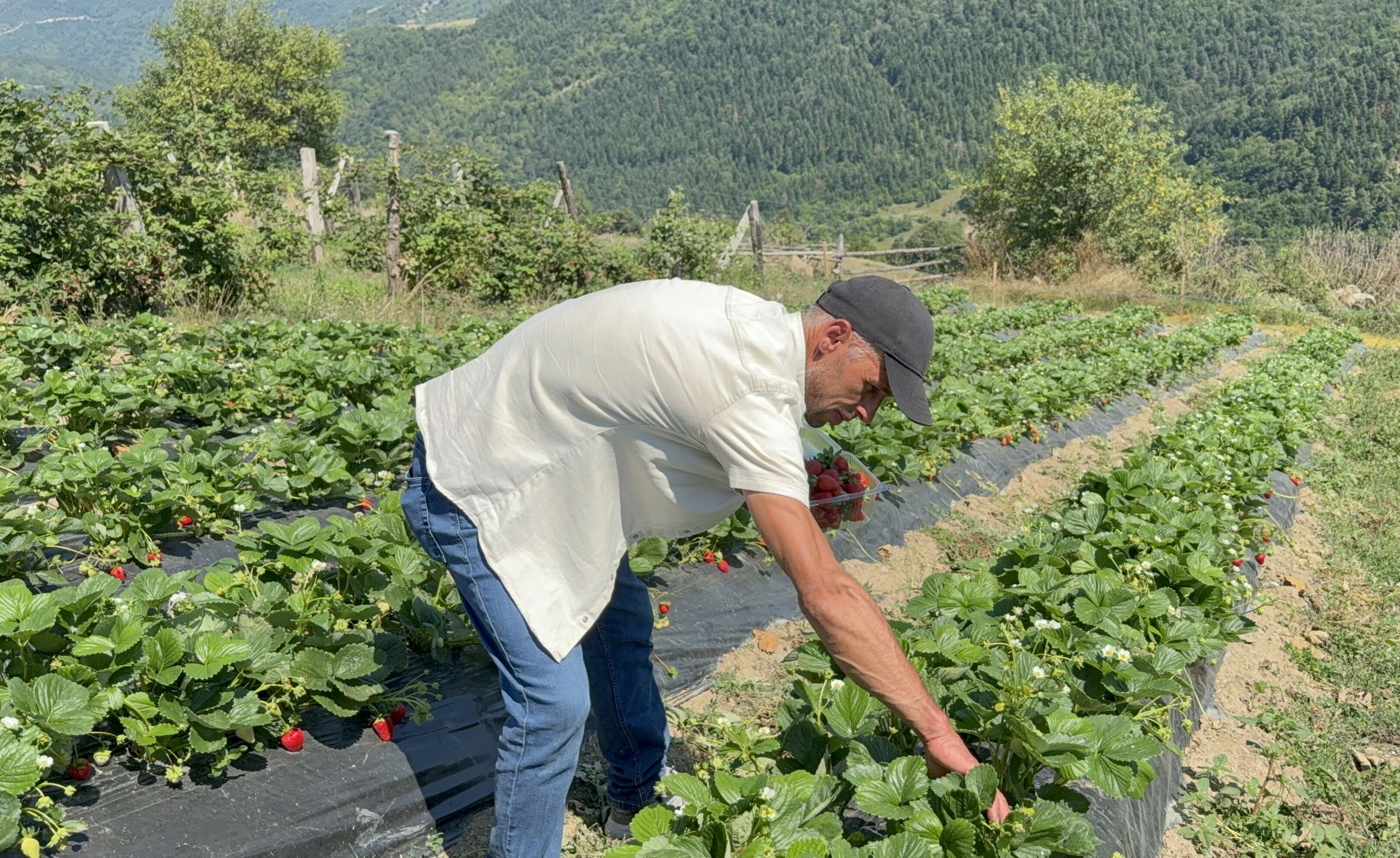 Samsun Haber: Samsun’da 1000 rakımda meyve üretiliyor