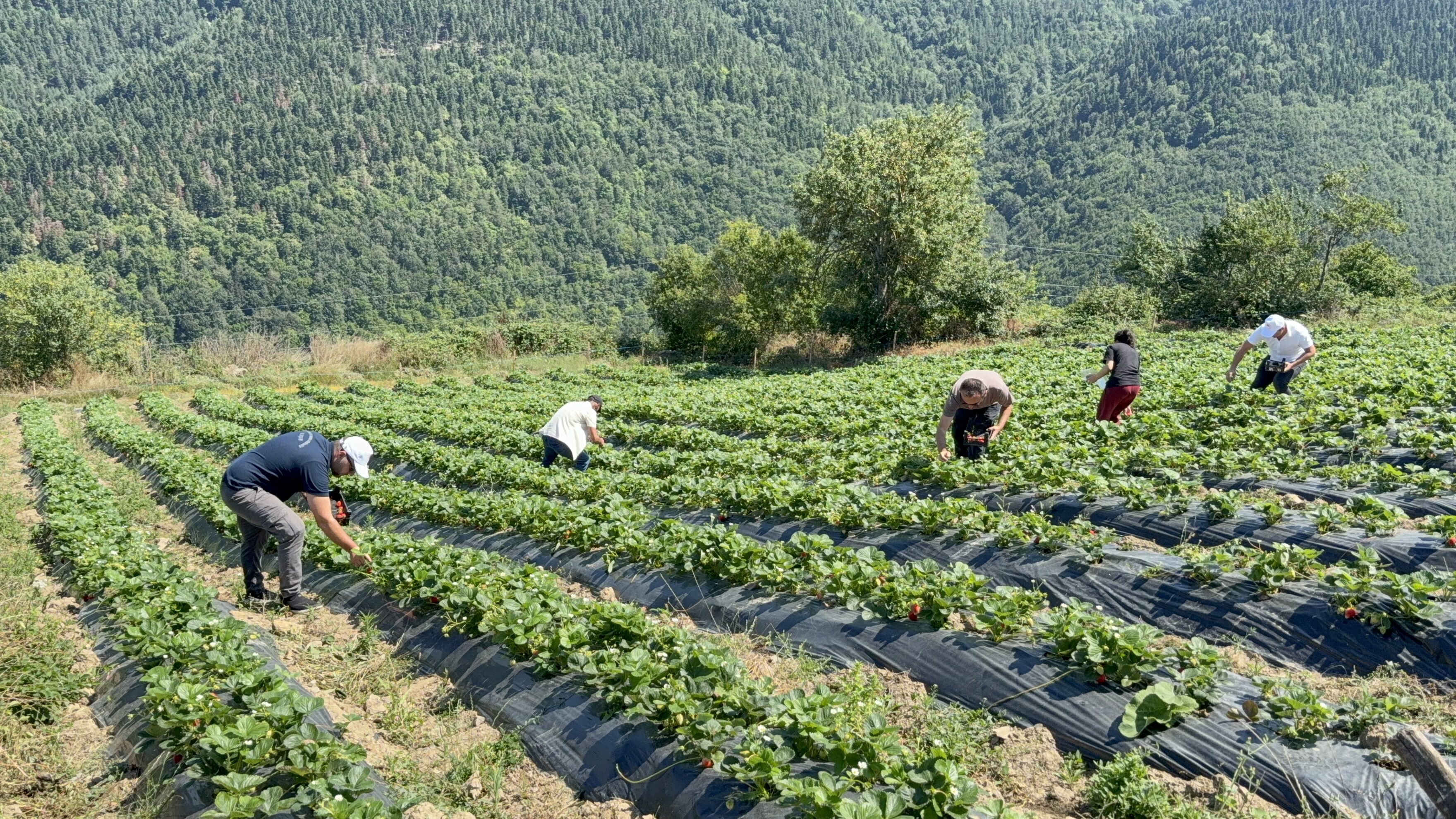 Samsun Haber: Samsun’da 1000 rakımda meyve üretiliyor