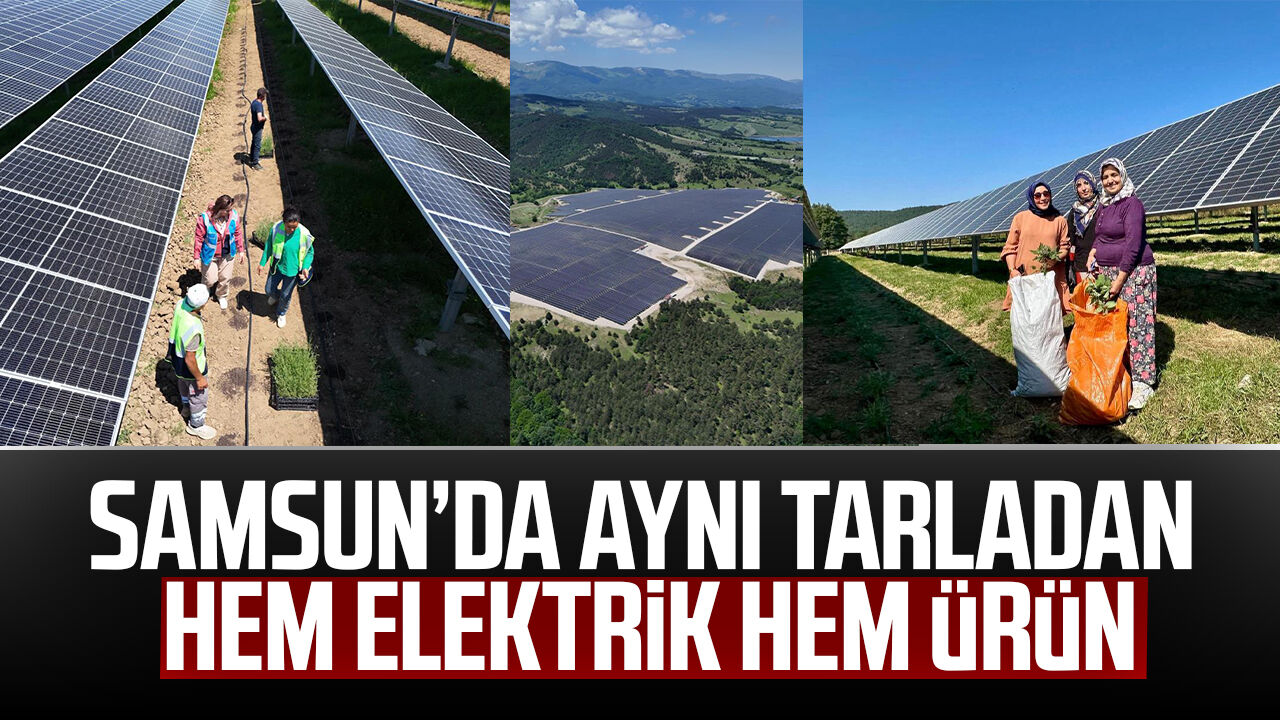 Samsun Haber: Samsun’da aynı tarladan hem elektrik hem ürün