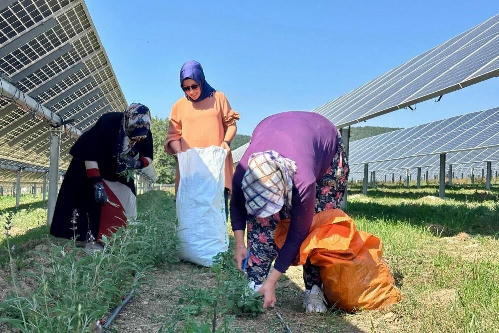 Samsun Haber: Samsun’da aynı tarladan hem elektrik hem ürün