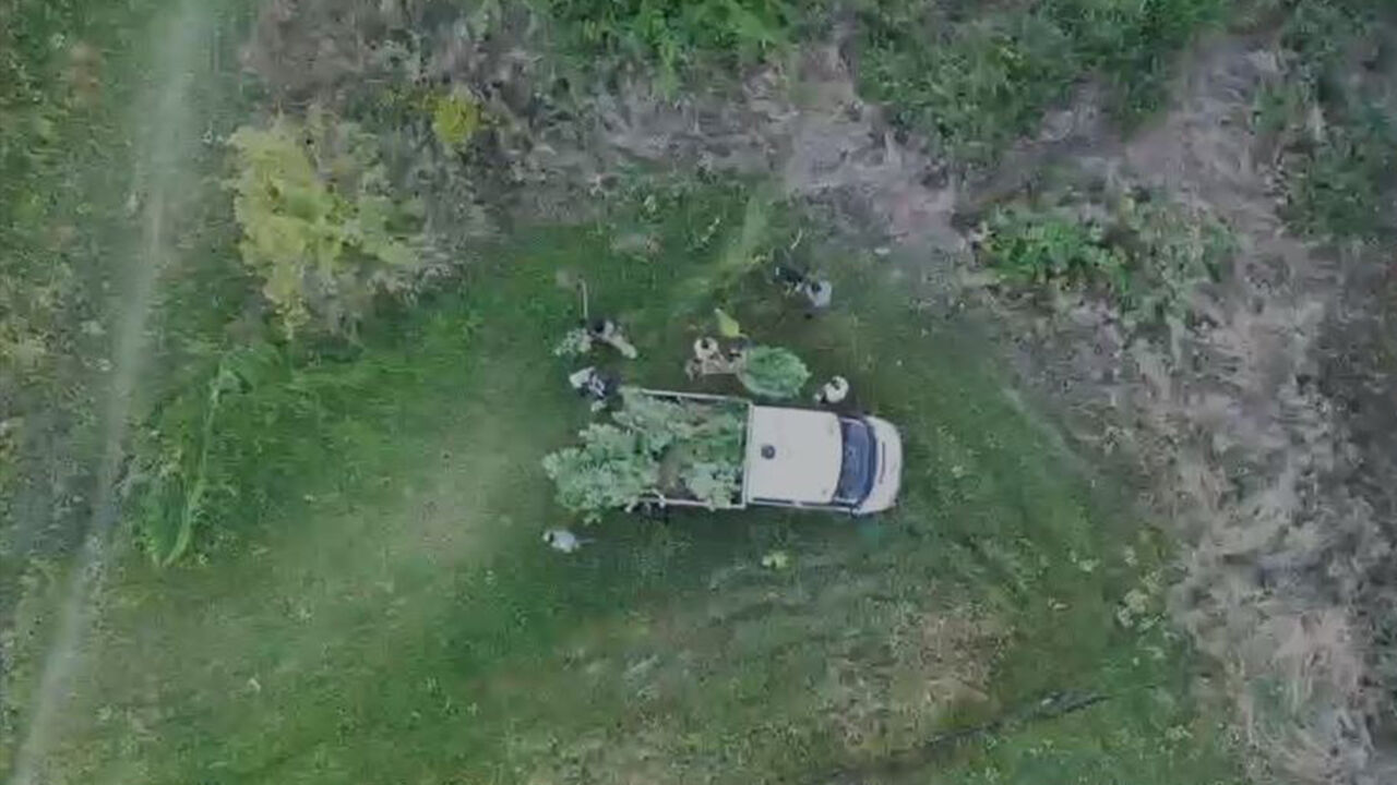 Samsun'da tarladaki sır drone ile çözüldü! 1 gözaltı