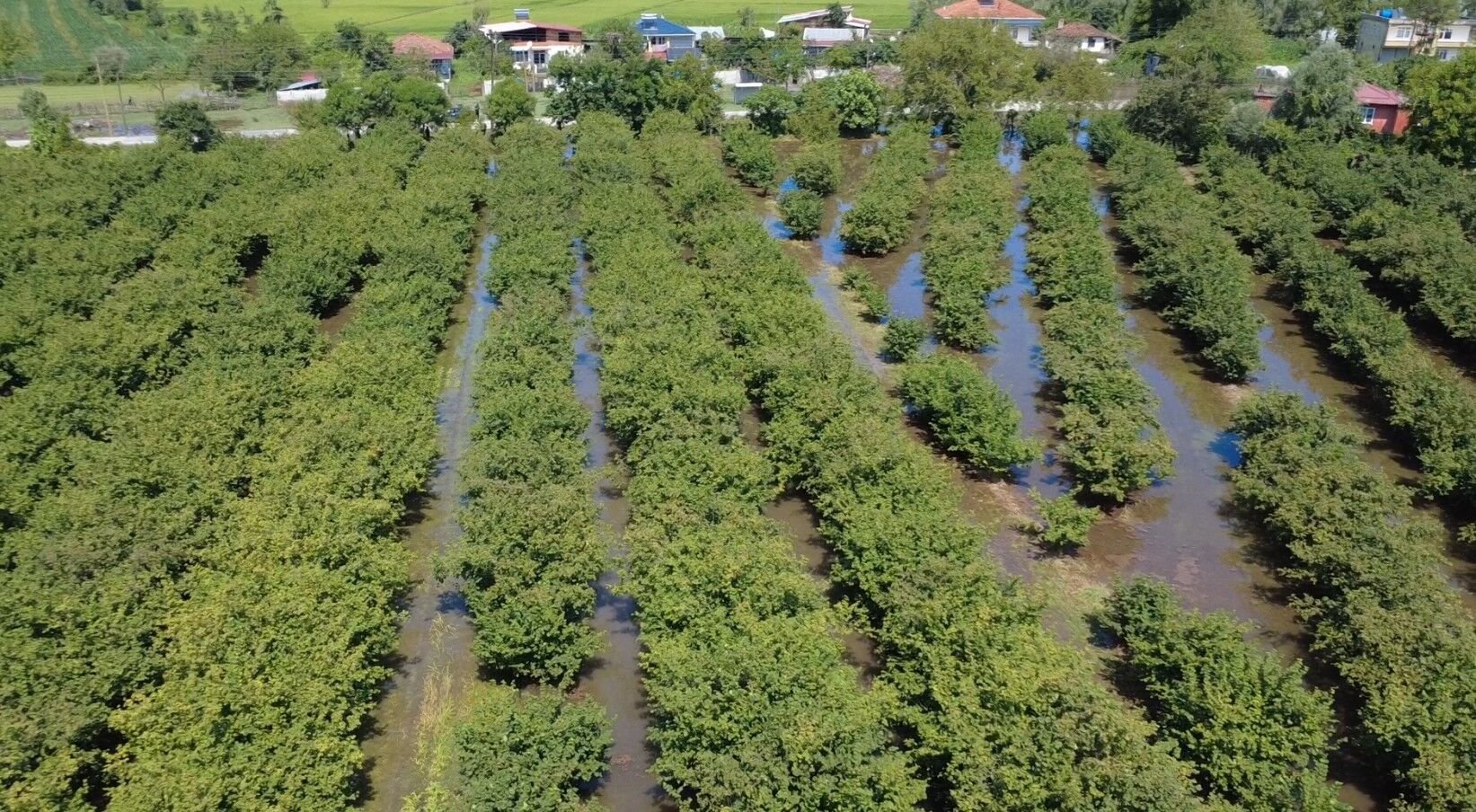 Samsun Haber: Samsun'da hasada hazırlanan fındık bahçelerini sel vurdu