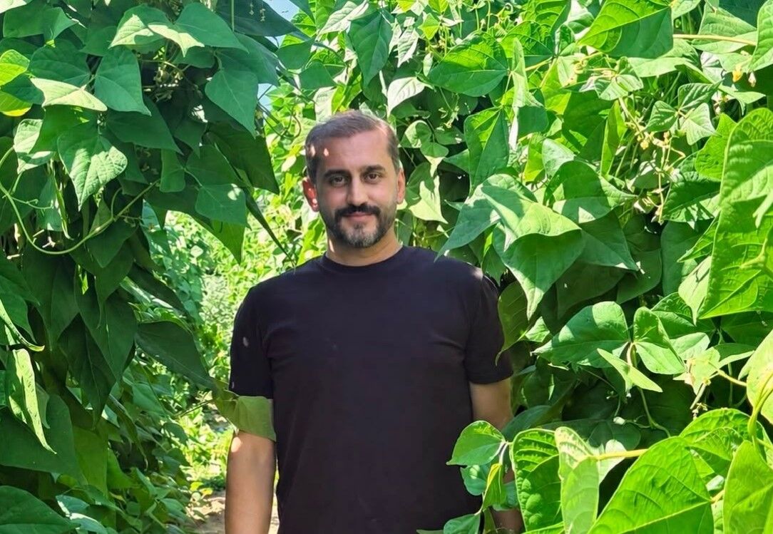 Samsun Haber. Samsun’da Nebiyan fasulyesinde hasat için geri sayım