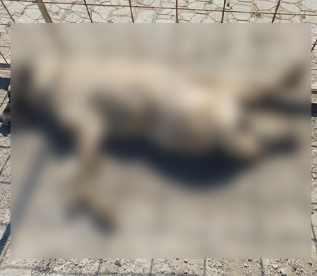 samsun haber: Samsun’da otomobilin çarptığı sokak köpeği telef oldu! O anlar kamerada