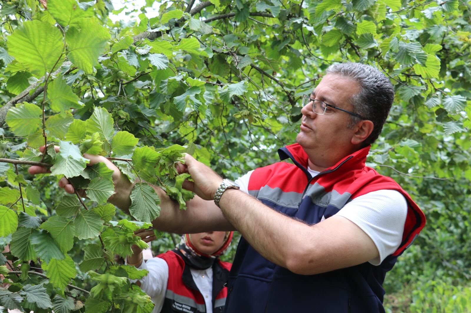 samsun haber: Samsun'da fındık üreticisinin beklediği tarih açıklandı