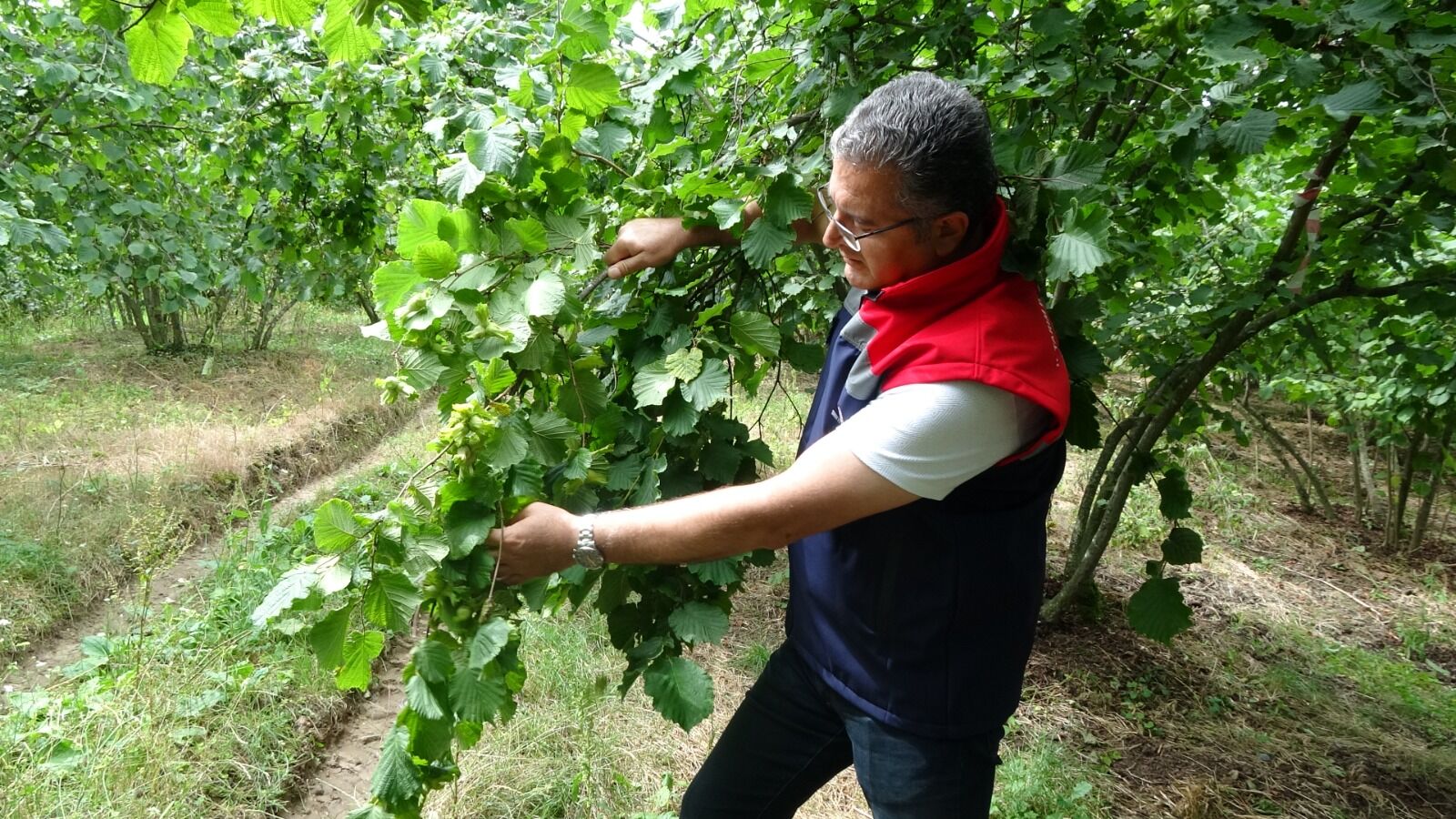 samsun haber: Samsun'da fındık üreticisinin beklediği tarih açıklandı