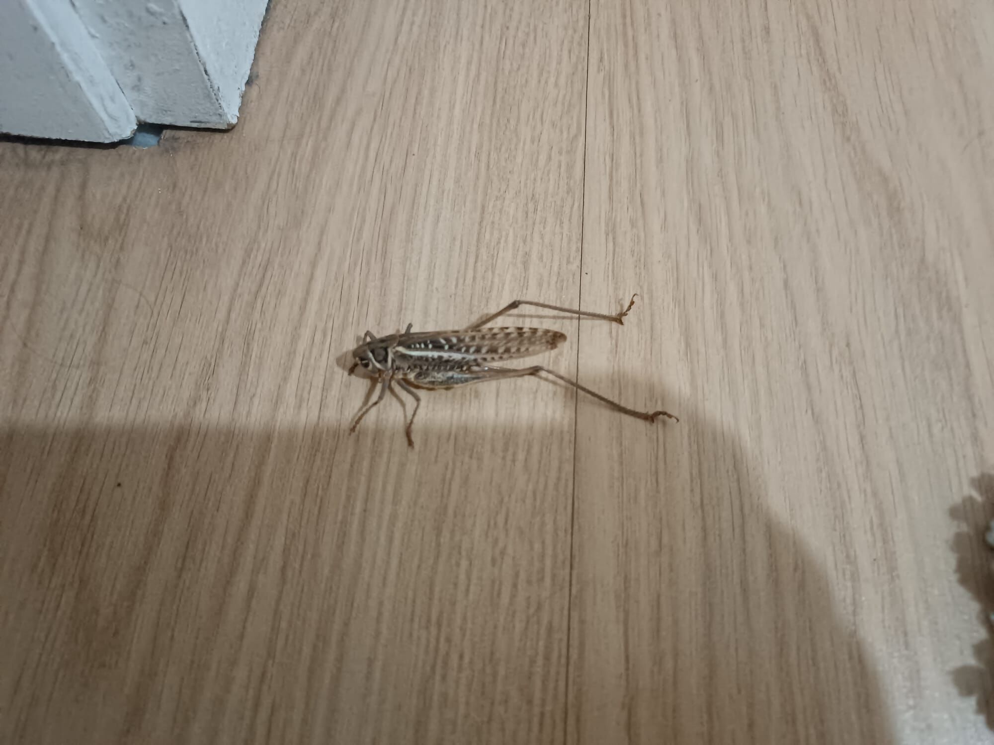 samsun haber: Samsun'da dev çekirgeler her yerde!