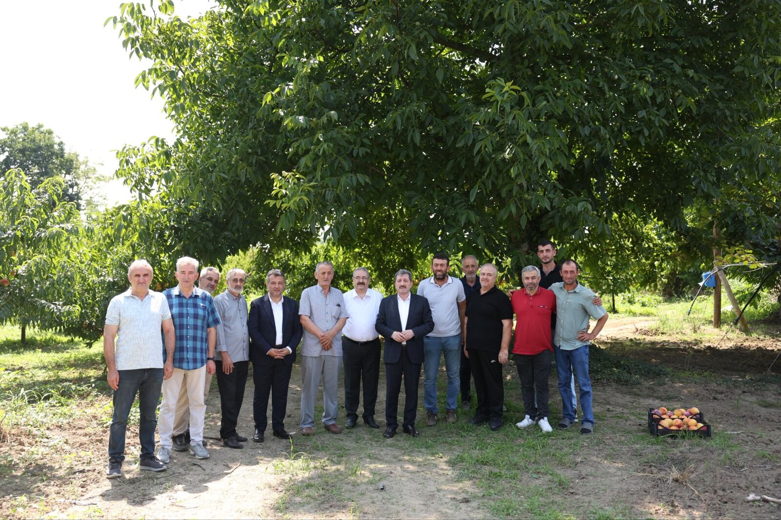 SAMSUN HABER Vali Orhan Tavlı ve Başkan Halit Doğan şeftali hasadına katıldı