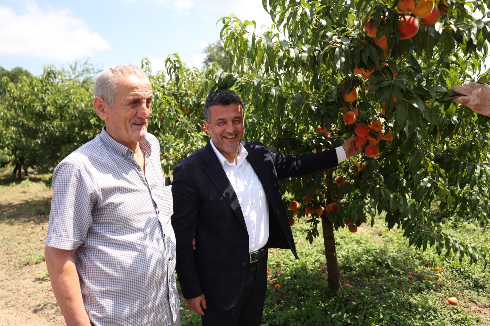 SAMSUN HABER Vali Orhan Tavlı ve Başkan Halit Doğan şeftali hasadına katıldı
