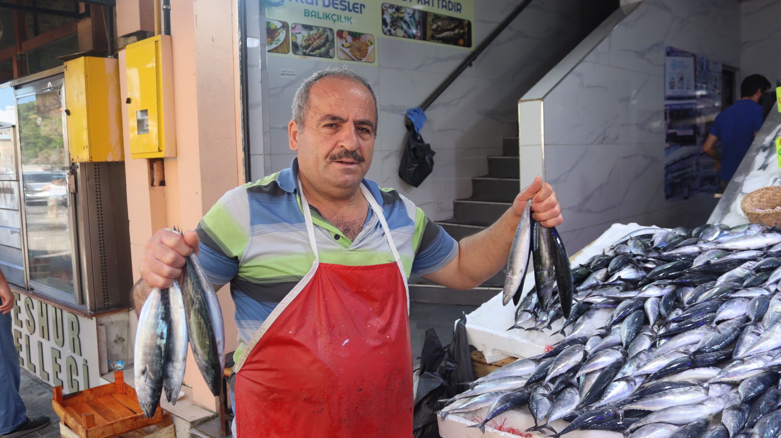 samsun haber: Samsun’da palamut sezonu başladı: Fiyatı 80 liraya kadar düştü!