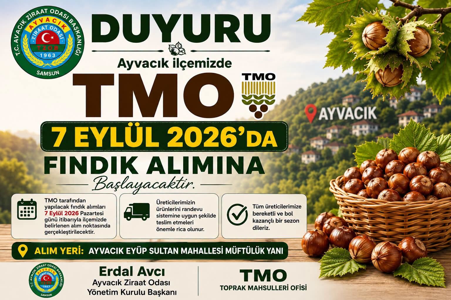 samsun haber: Ayvacık’ta TMO fındık alımları 7 Eylül’de başlıyor