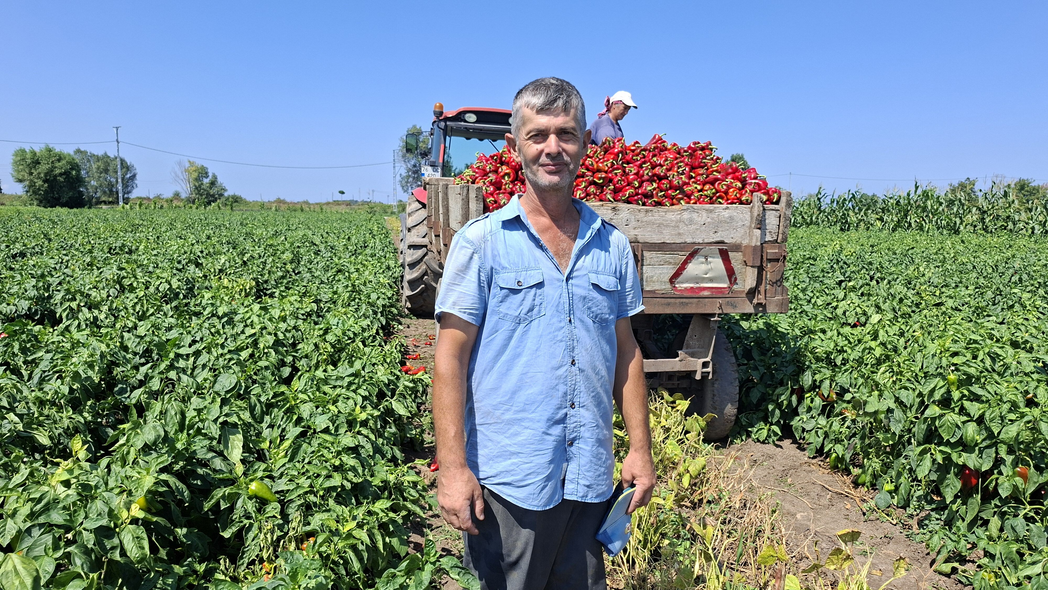 Samsun Haber: Bafra Ovası’nda kapya biber bereketi