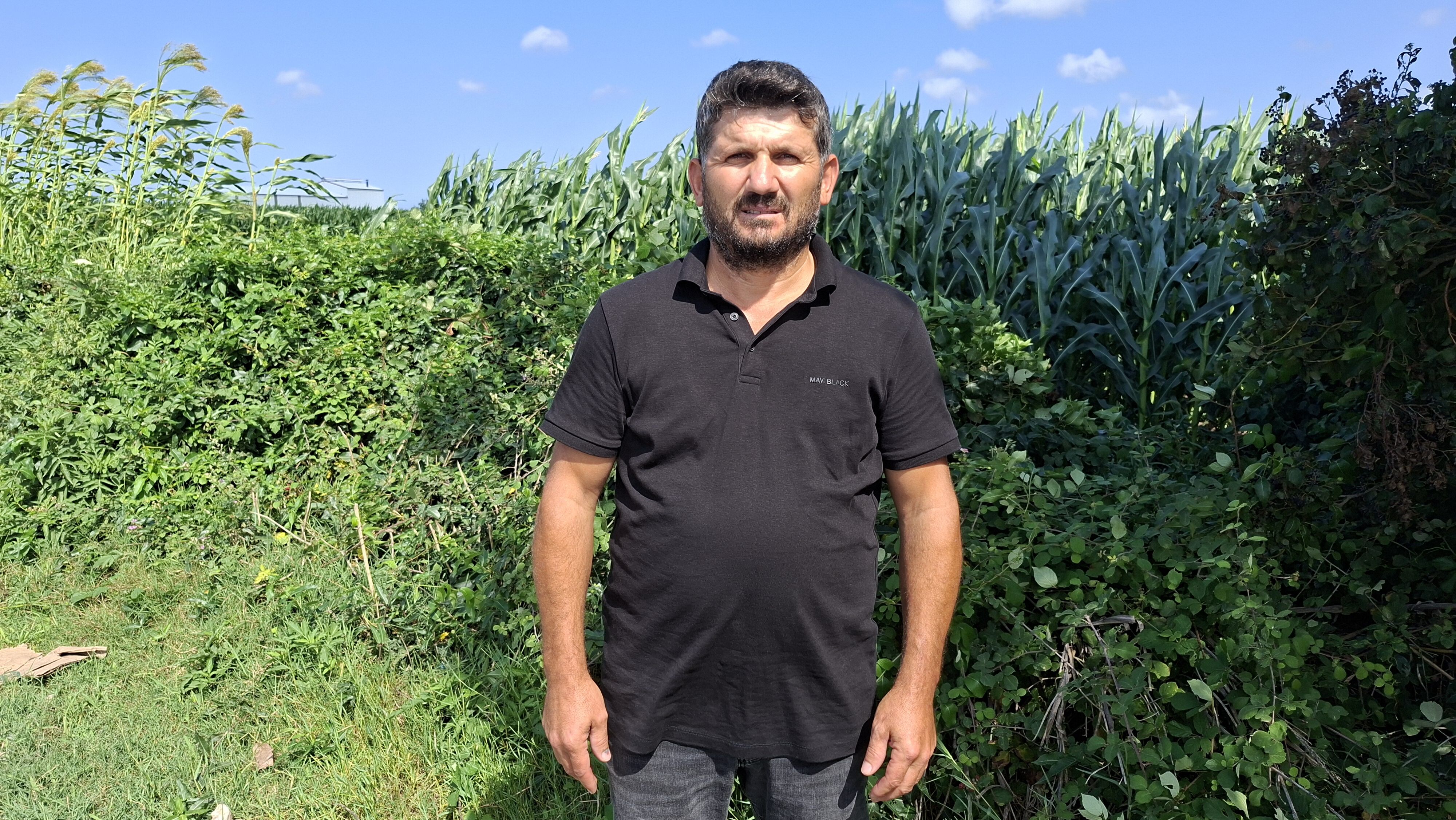 Samsun Haber: Bafra Ovası’nda kapya biber bereketi
