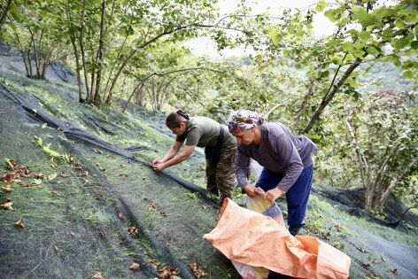 samsun haber: Karadeniz’de fındık hasadında yeni dönem