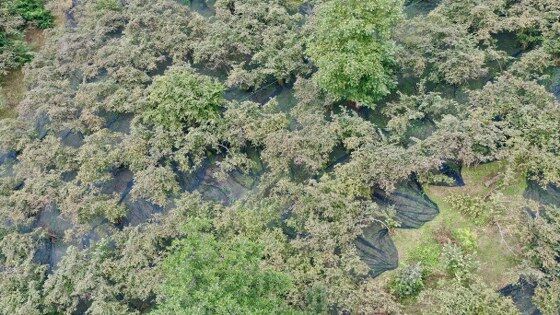 samsun haber: Karadeniz’de fındık hasadında yeni dönem