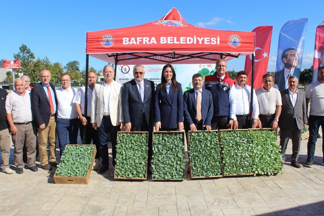 SAMSUN HABER Bafra’da tarım atağı! 266 bin fide üreticilerle buluştu 