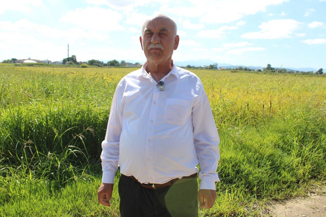 SAMSUN HABER Bafra’da çeltik hasadı yaklaşıyor: Çiftçinin gözü fiyatlarda!