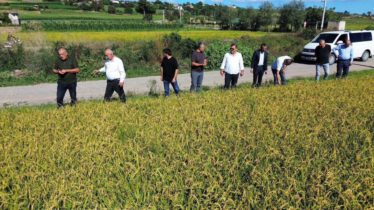 SAMSUN HABER Bafra’da çeltik hasadı yaklaşıyor: Çiftçinin gözü fiyatlarda!
