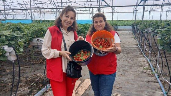 samsun haber: Samsun’da tarlaların yeni gözdesi! Aromasıyla fark yaratıyor