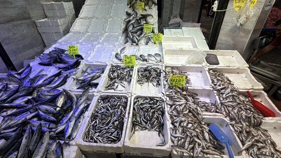 samsun haber:Samsun'da balık yılı! Fiyatı 50 liraya kadar düştü