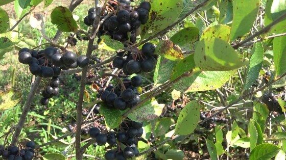 samsun haber: Samsun’da hasat başladı: Siparişlere yetişemiyorlar