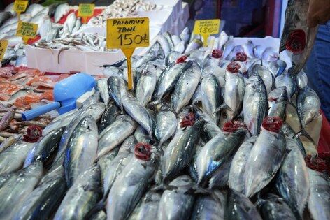 samsun haber: Samsun'da ilk ağlar doldu! Tezgahlarda palamut sürprizi