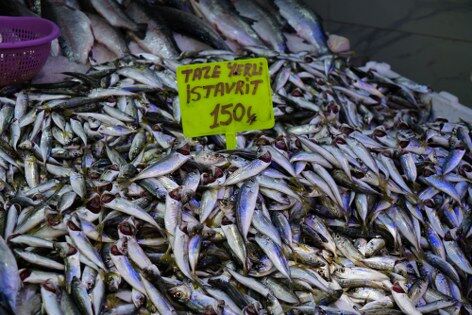 samsun haber: Samsun'da ilk ağlar doldu! Tezgahlarda palamut sürprizi