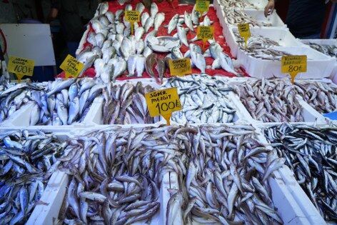 samsun haber: Samsun'da palamutun fiyatı 3 günde çakıldı! 