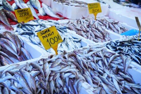 samsun haber: Samsun'da palamutun fiyatı 3 günde çakıldı! 