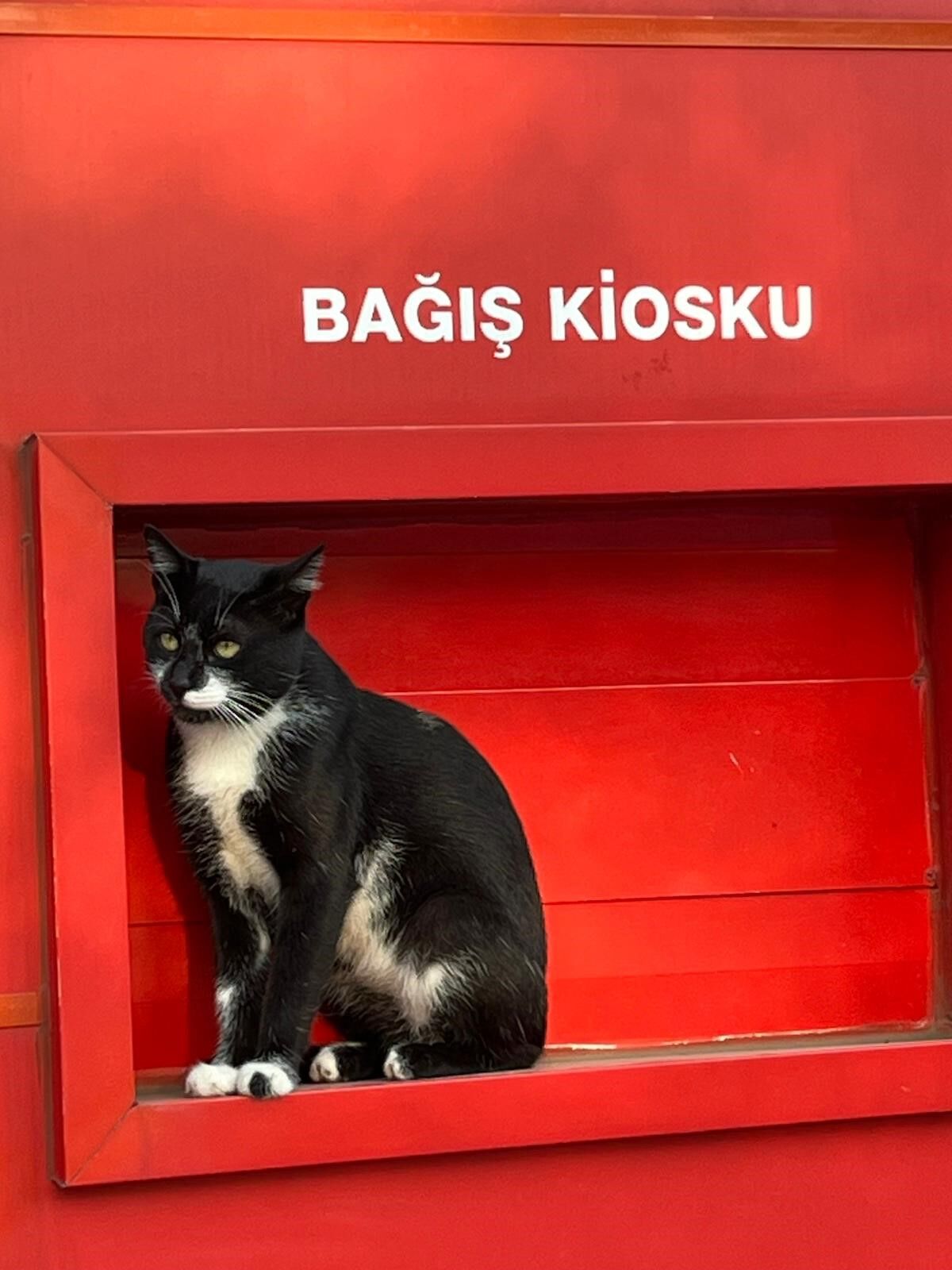 samsun haber Samsun'da Kızılay’ın “gönüllü personeli” görenleri gülümsetti