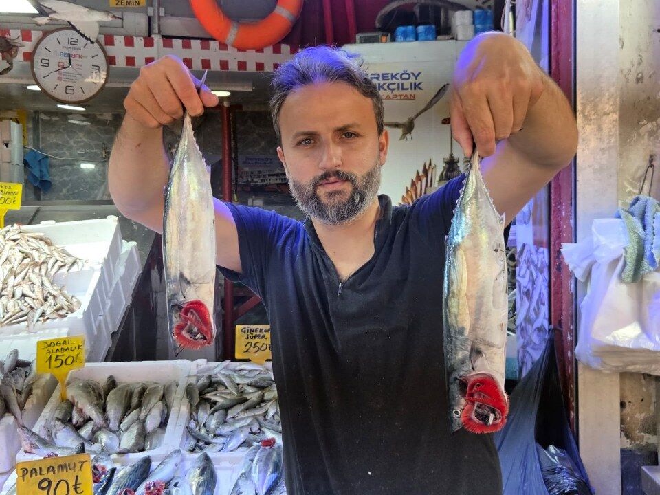 SAMSUN HABER Samsun'da palamut bereketi! Fiyatı 50 TL'ye kadar geriledi