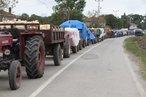 samsun haber: Fındıkta zor sezon! Samsun'da üreticiye kritik uyarı