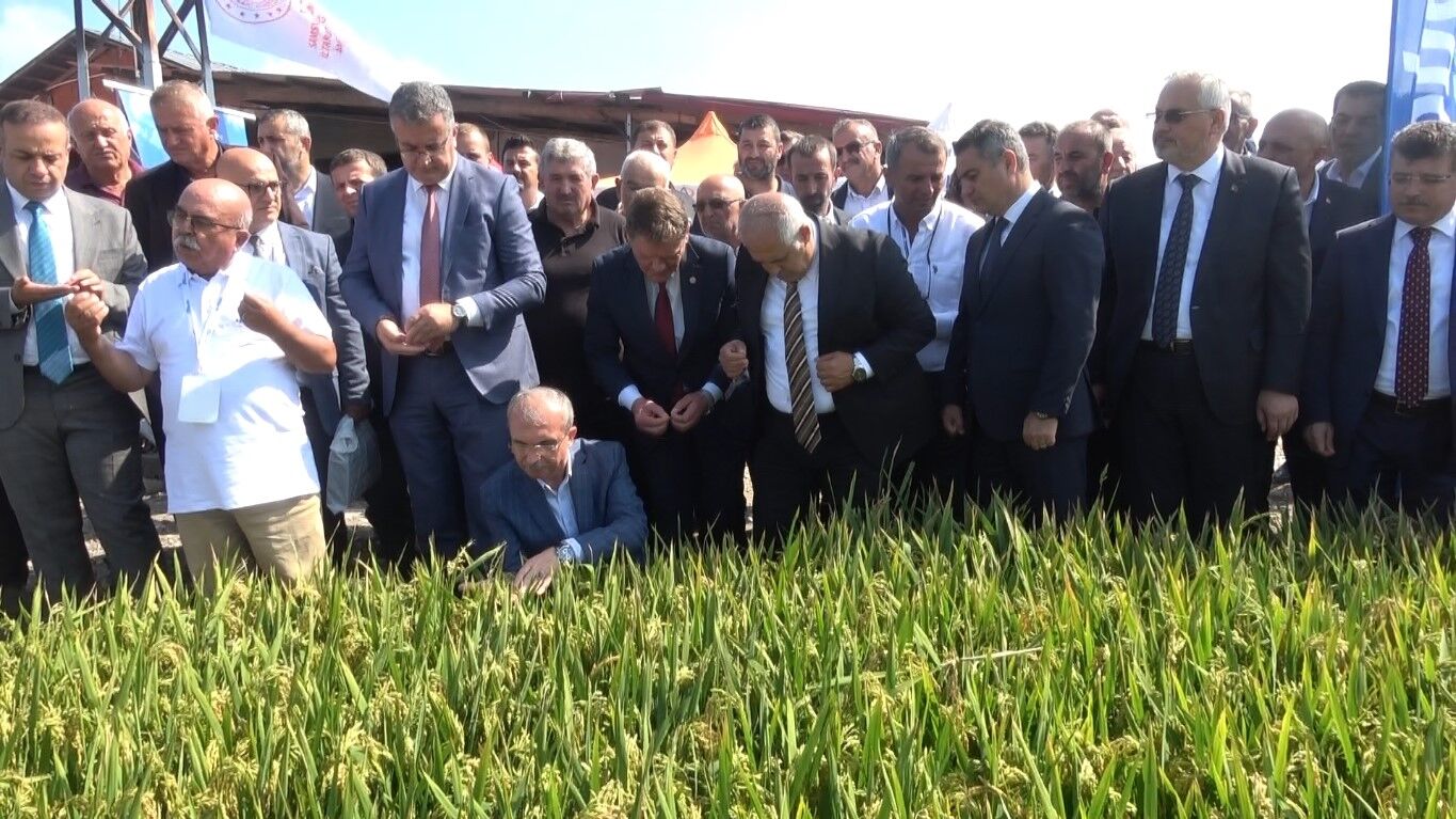 samsun haber Türkiye’nin ilk çeltik ağası Samsun’dan çıktı