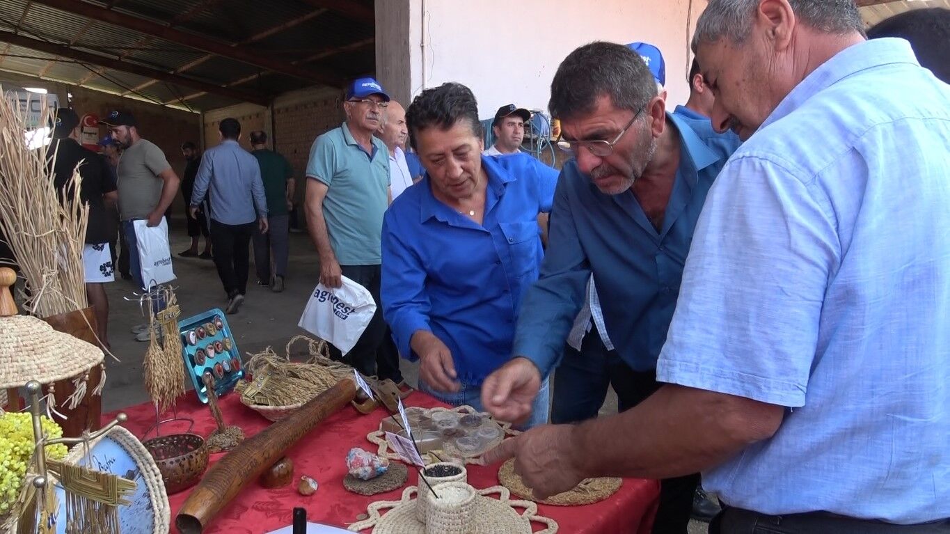 samsun haber Türkiye’nin ilk çeltik ağası Samsun’dan çıktı