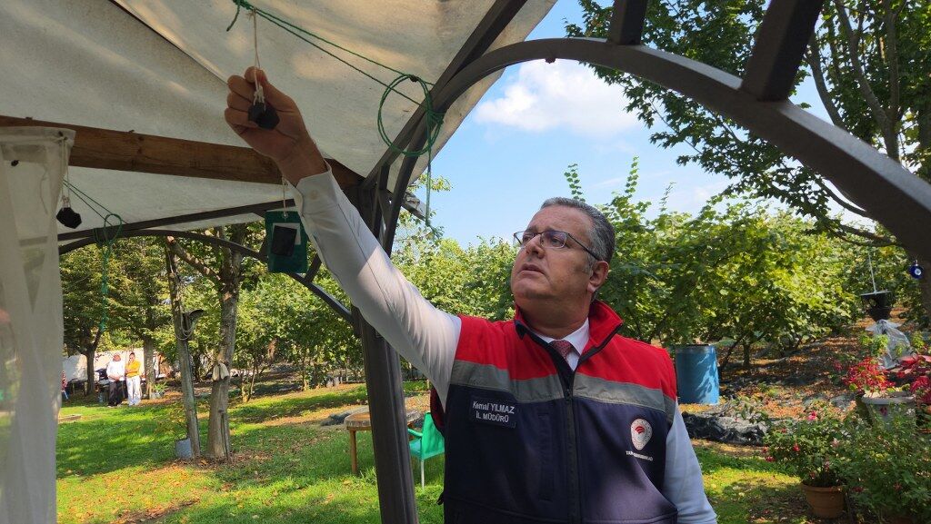 Samsun’da kokarca istilasına karşı yeni hamle! 