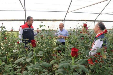 samsun haber: Samsun’da kesme çiçek üretiminde 7 milyon adet aşıldı