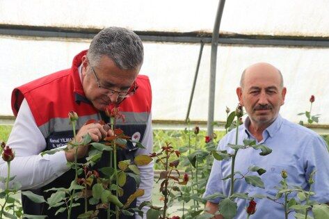 samsun haber: Samsun’da kesme çiçek üretiminde 7 milyon adet aşıldı