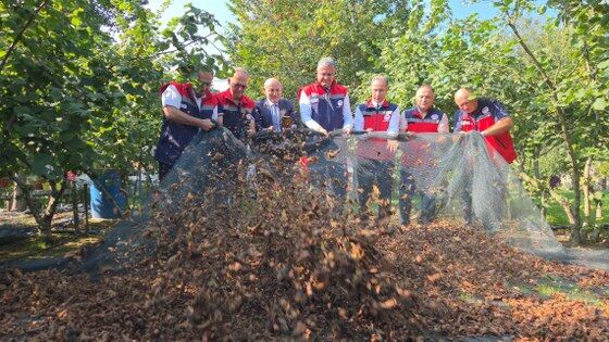 samsun haber: Fındıkta işçilik maliyeti yüzde 70 azalıyor!