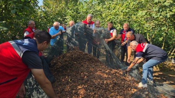 samsun haber: Fındıkta işçilik maliyeti yüzde 70 azalıyor!